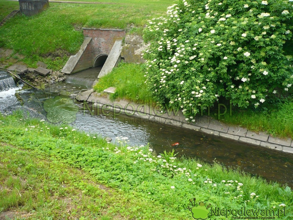 Dziki bez czarny. Fot. Niepodlewam