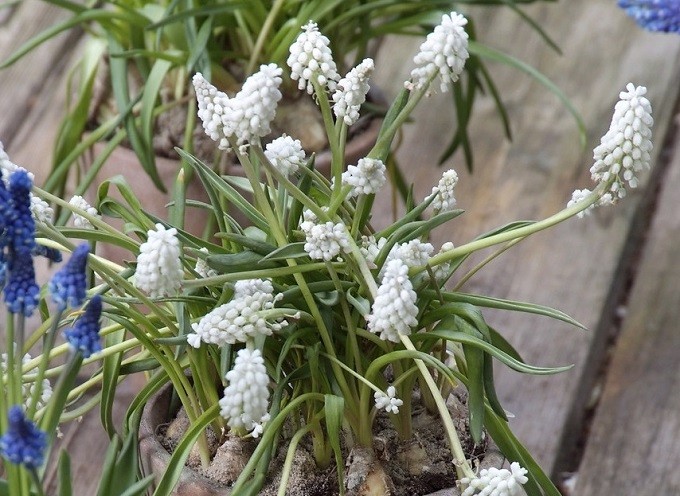 Szafirek White Beauty. Fot. iBulb