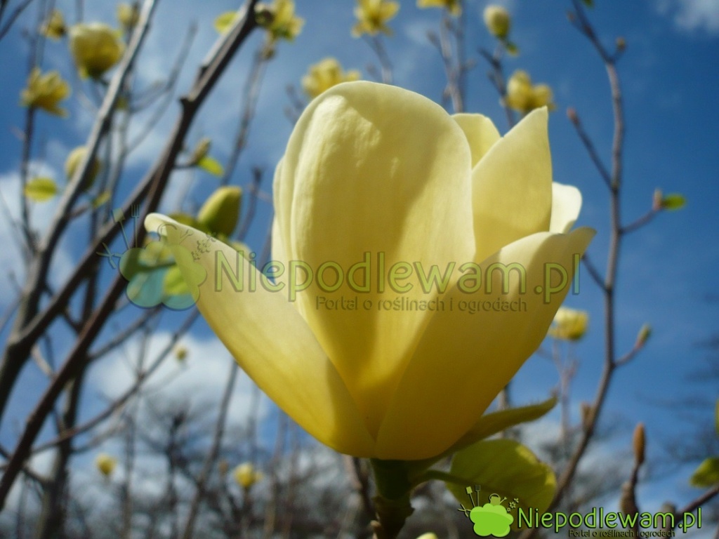 Magnolia Lois ma żółte, delikatnie pachnące kwiaty. Fot. Niepodlewam