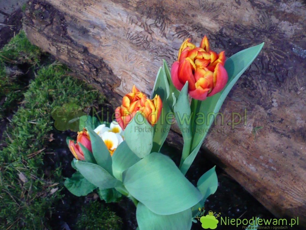 Tulipany Cilesta są niskie. Delikatnie pachną. Fot. Niepodlewam