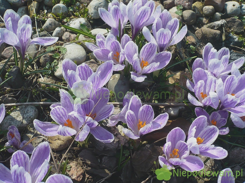 Krokus Wiosenny King Of Striped Uprawa I Ciekawostki Niepodlewam Pl