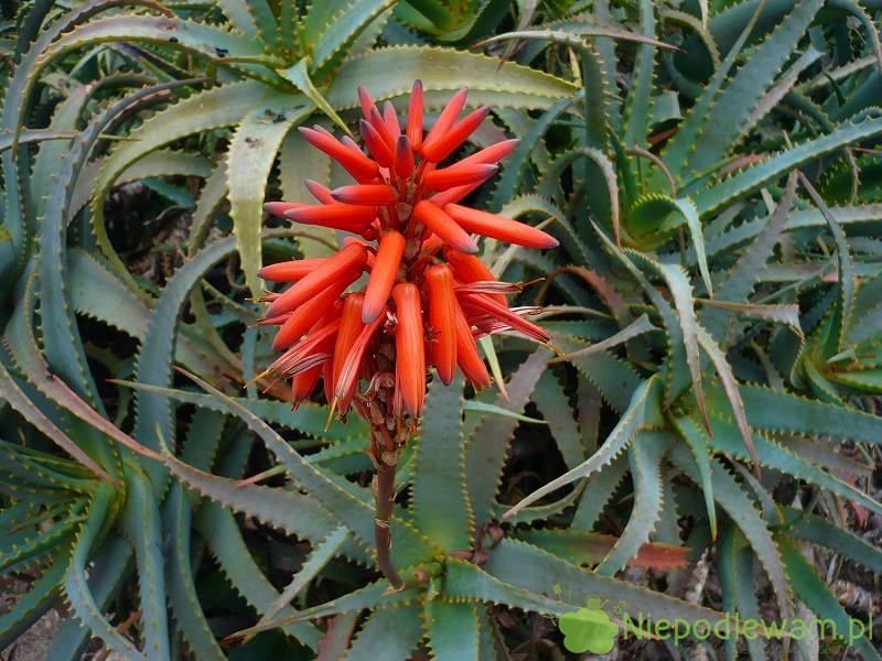 Aloes Drzewiasty Uprawa Rozmna Anie Ci Cie Niepodlewam Pl