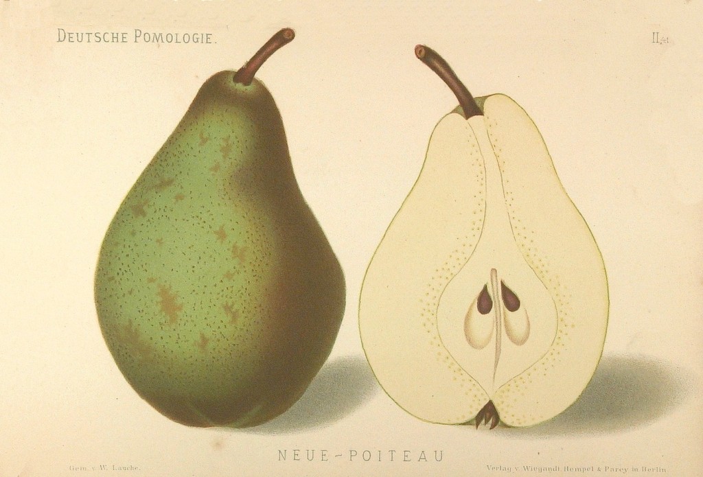 Grusza Patawinka – rysunek z książki „Deutsche Pomologie” Wilhelma Lauche z 1882-1883, ze zborów biblioteki Wageningen UR.