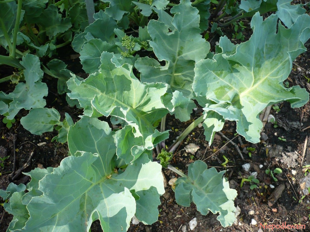 Modrak morski (Crambe maritima) ma charakterystyczny kolor: zielony w modrym odcieniu. To warzywo odporne na mróz. Fot. Niepodlewam