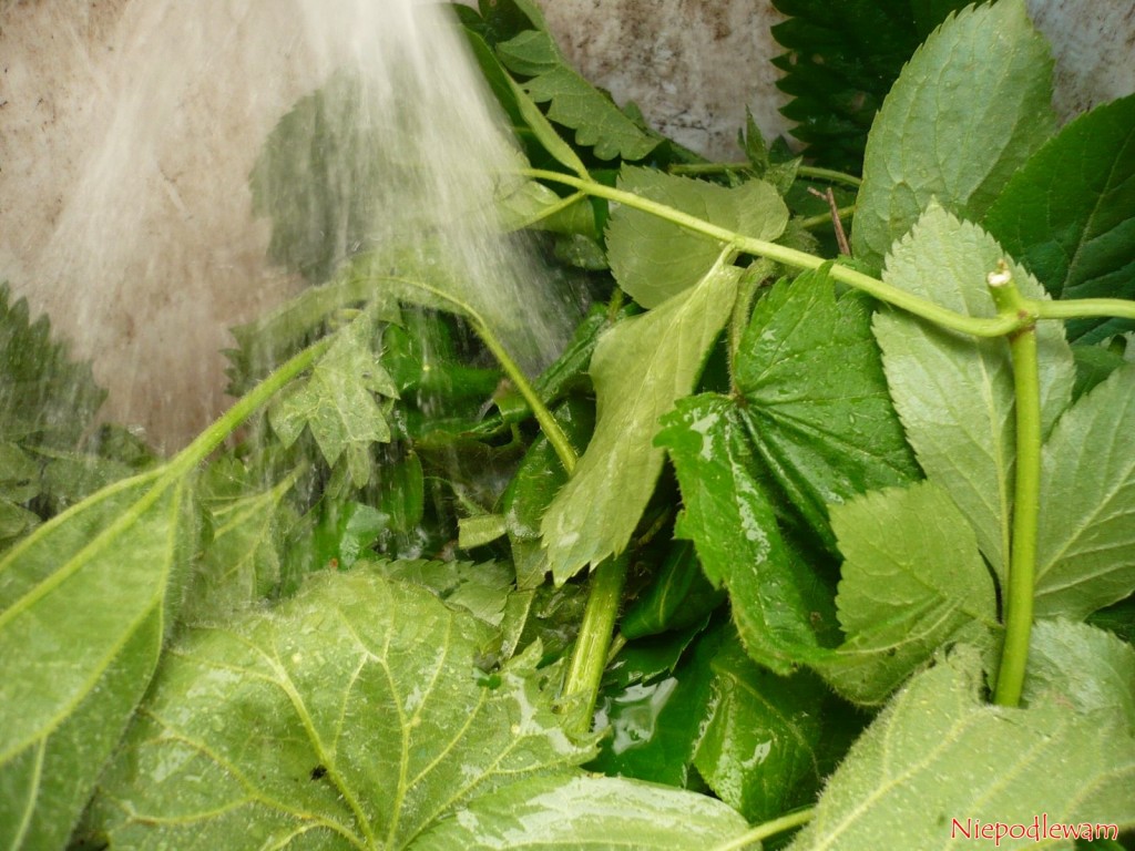 Dziki bez czarny i pokrzywę zalewa się wodą, np. z kranu. Fot. Niepodlewam
