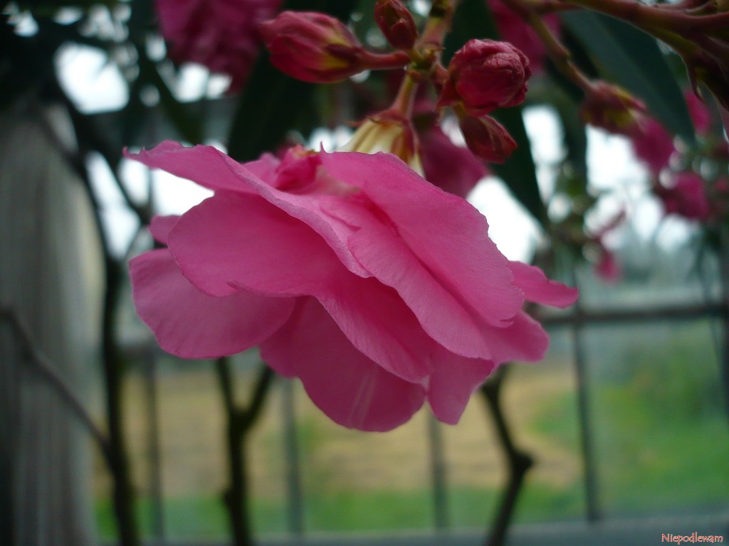 Oleander o kwiatach podwójnych. Fot. Niepodlewam