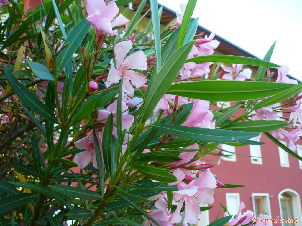 Oleander pospolity (Nerium oleander) często jest dekoracją drzwi do domu. Pięknie kwitnie całe lato. Fot. Niepodlewam