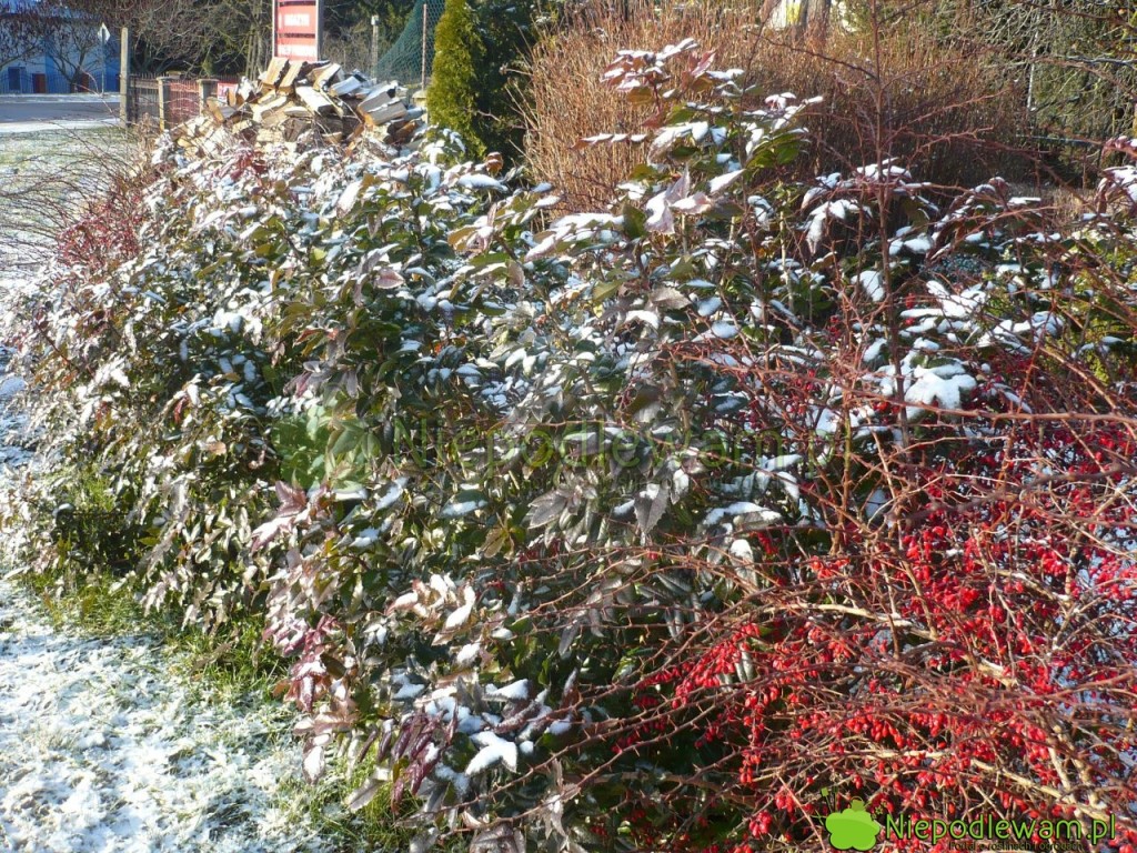 Mahonia pospolita jest odporna na duży mróz. Jeśli mahonia schnie zimą, to znak, że brakuje jej wody. Tak jest najczęściej, gdy nie ma śniegu lub jego mało. Fot. Niepodlewam