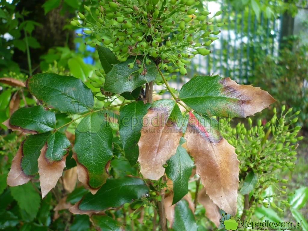 Efekt zimowego przesuszenia mahonii na liściach wiosną. Mimo uszkodzeń, mahonie ładnie kwitną i owocują, ale są oszpecone. Fot. Niepodlewam