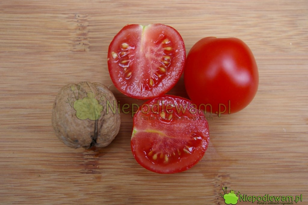 Pomidor Maskotka ma małe owoce typu koktajlowego (cherry). Są trochę większe od orzecha włoskiego. Fot. Niepodlewam