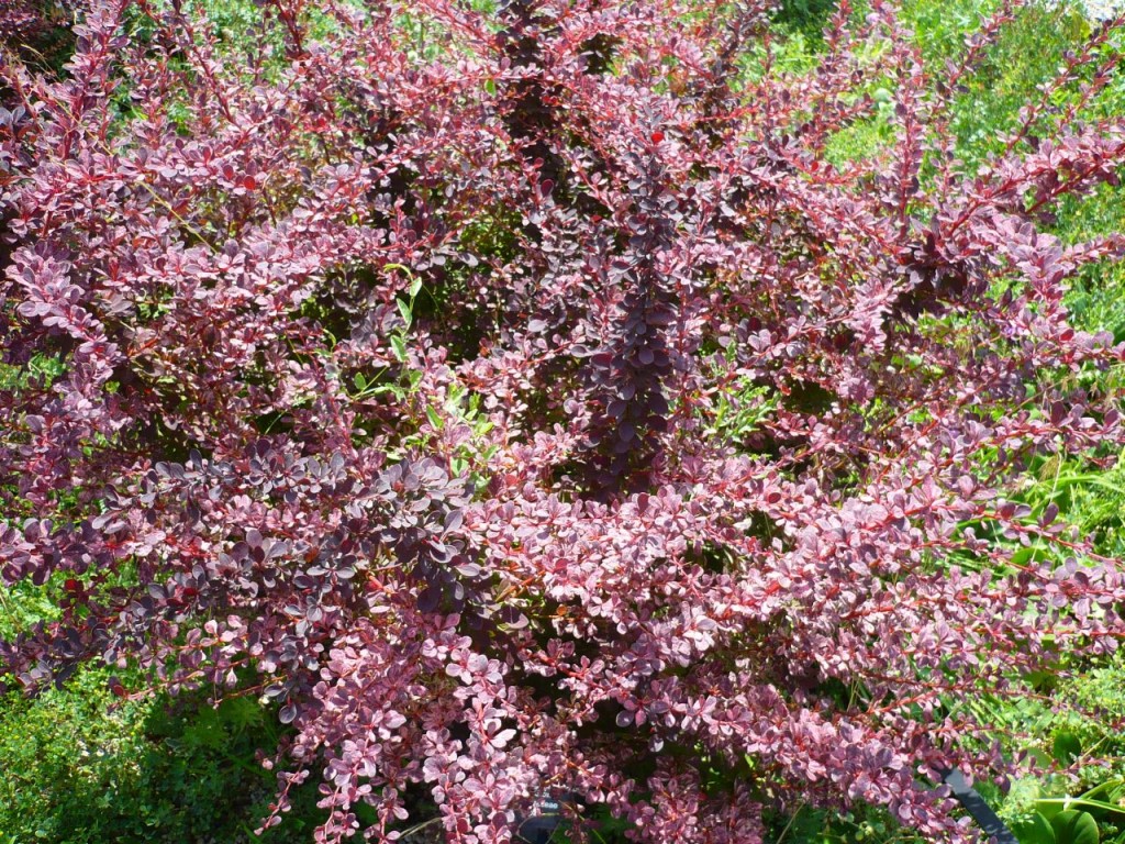 Berberys Thunberga Rose Glow łatwo się rozkrzewia. Można go rozmnażać przez odrosty. Fot. Niepodlewam