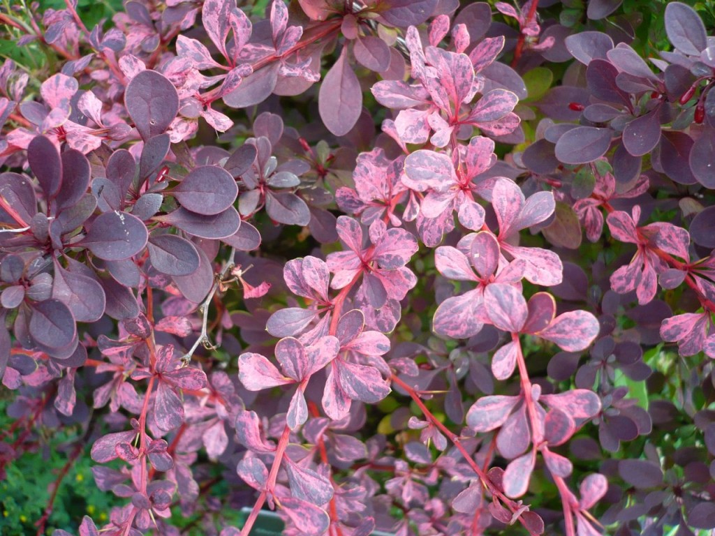 Pstre liście berberysu Thunberga Rose Glow. Fot. Niepodlewam
