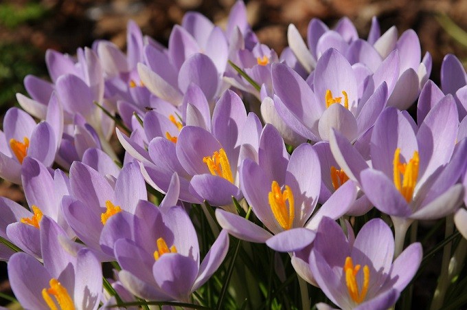 Krokus Siebera Violet Queen. Fot. iBulb