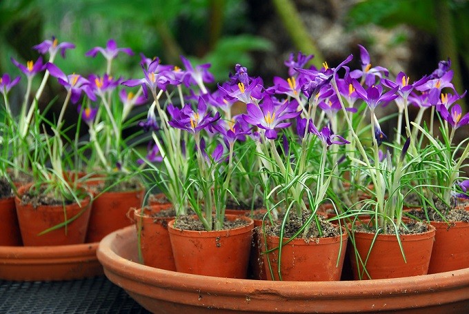 Krokus Tommasiniego Whitewell Purple. Fot. iBulb