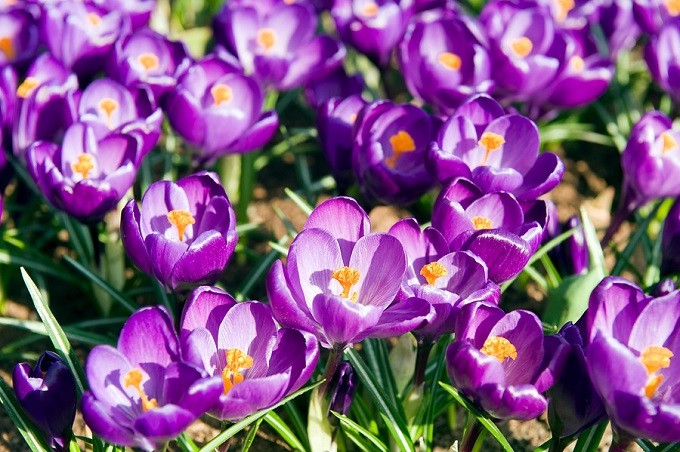 Krokus wiosenny Flower Record. Fot. iBulb