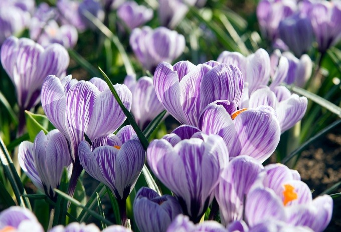 Krokus wiosenny Pickwick. Fot. iBulb