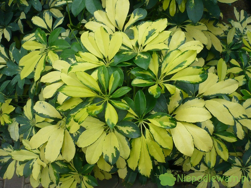 Szeflera Drzewkowata Uprawa Rozmna anie Ci cie Niepodlewam pl